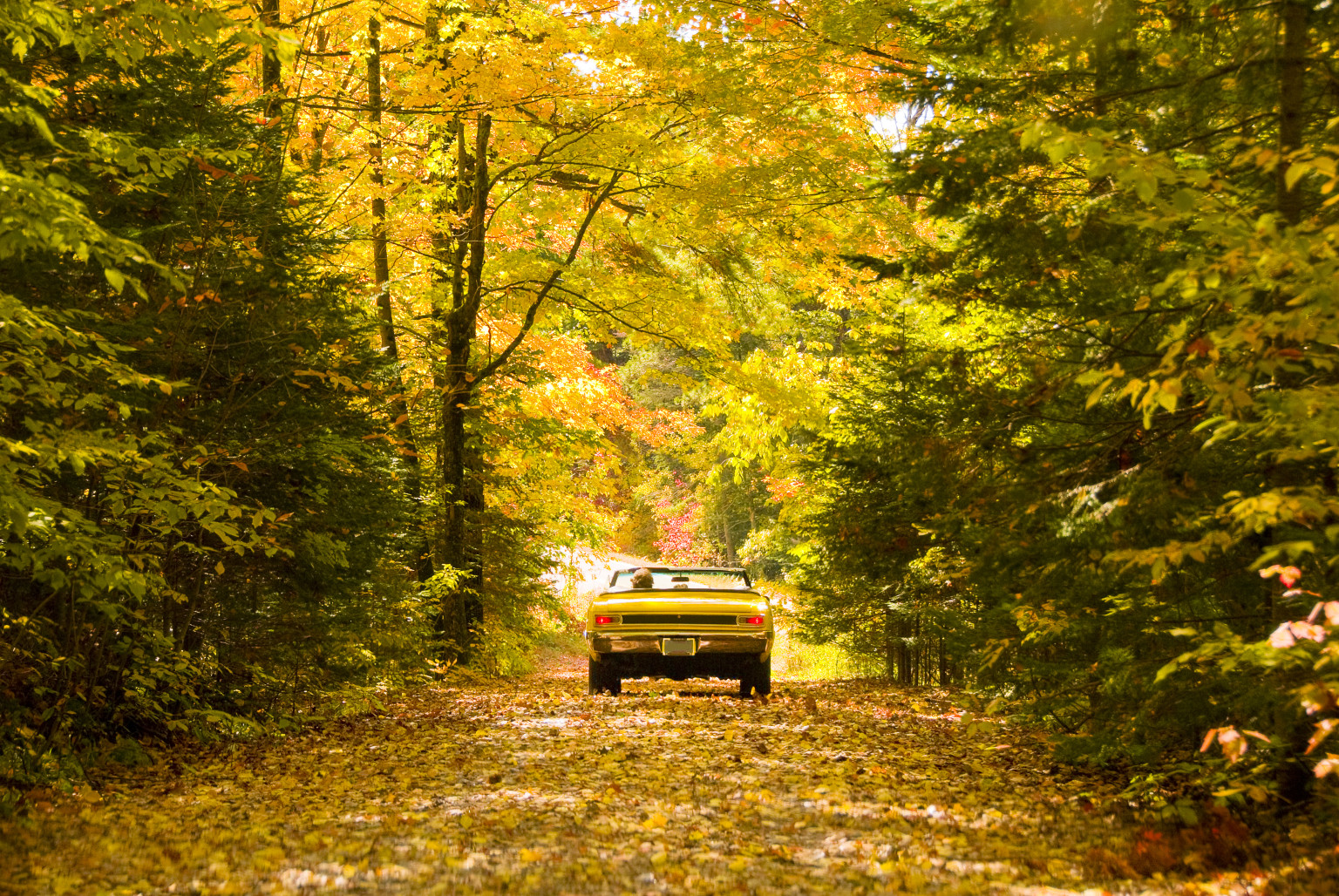 5 FALL CAR CARE TIPS Wilhelm Mobile Detailing